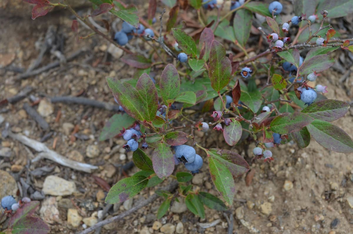 blueberries 03