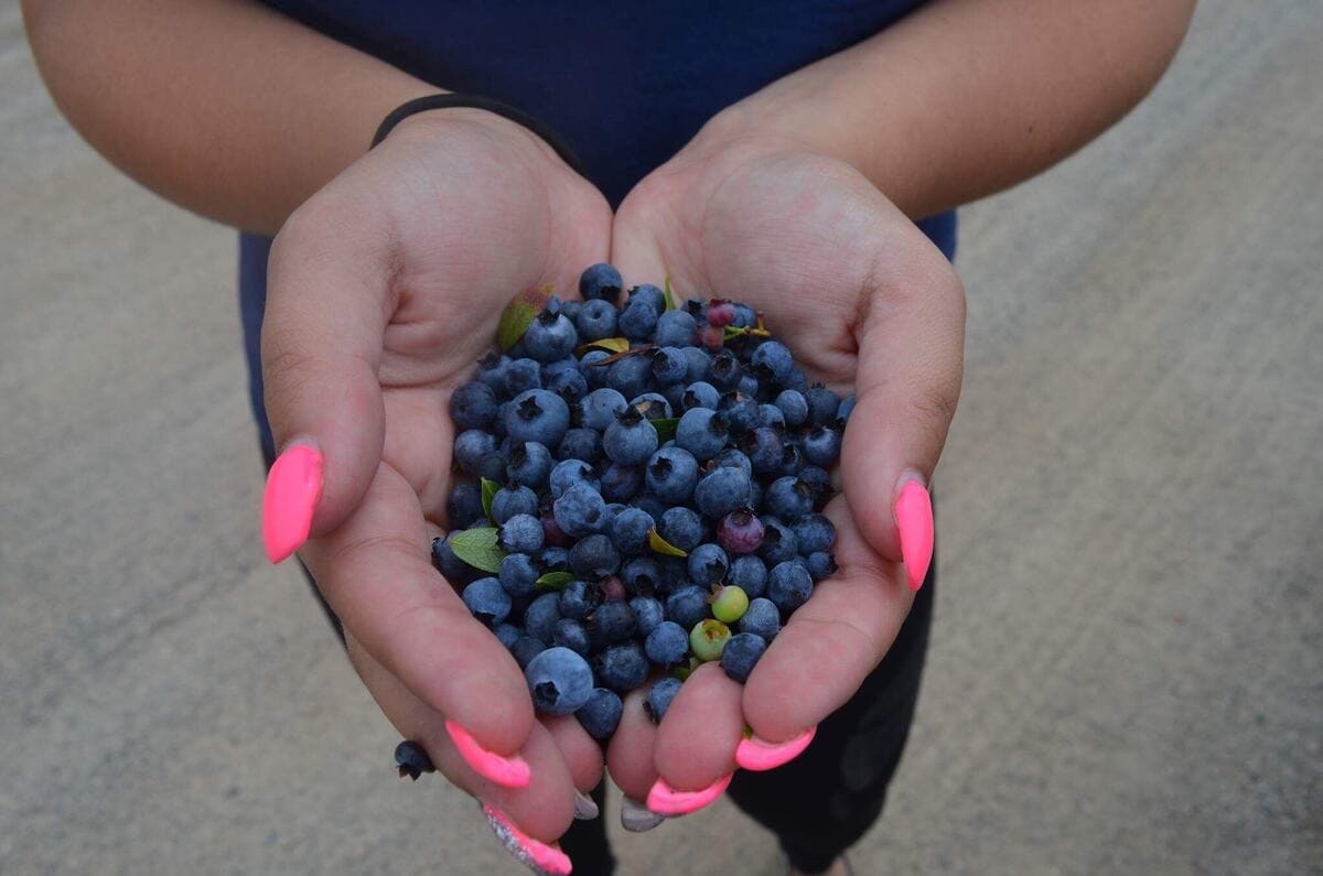 blueberries 05