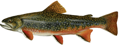 brook trout