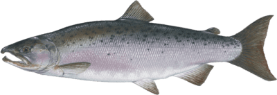 coho salmon