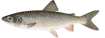 lake trout