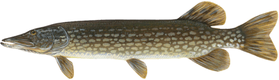 pike