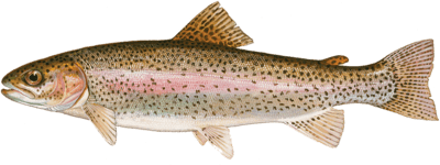 rainbow trout