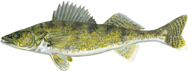 fish walleye